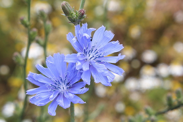 čakanka obyčajná Cichorium intybus L.