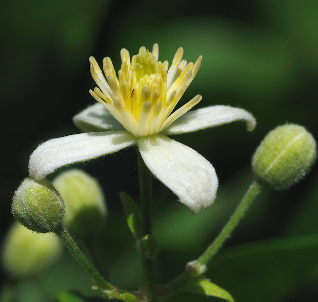 plamienok plotný Clematis vitalba L.