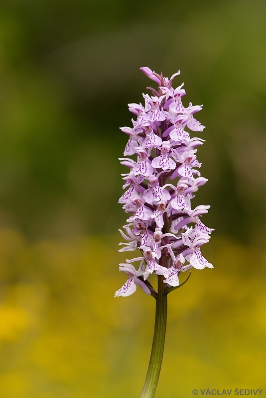 vstavačovec fuchsov pravý Dactylorhiza fuchsii subsp. fuchsii (Druce) Soó