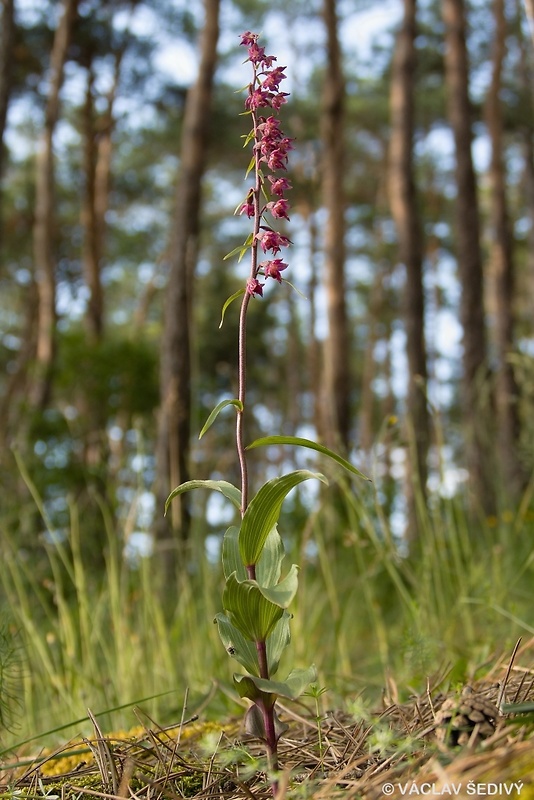 kruštík tmavočervený pravý Epipactis atrorubens subsp. atrorubens (Hoffm.) Besser