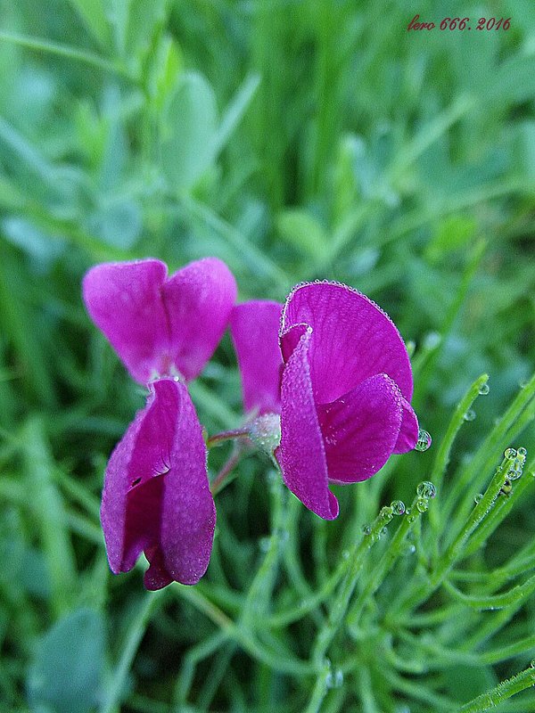 hrachor hľuznatý Lathyrus tuberosus L.