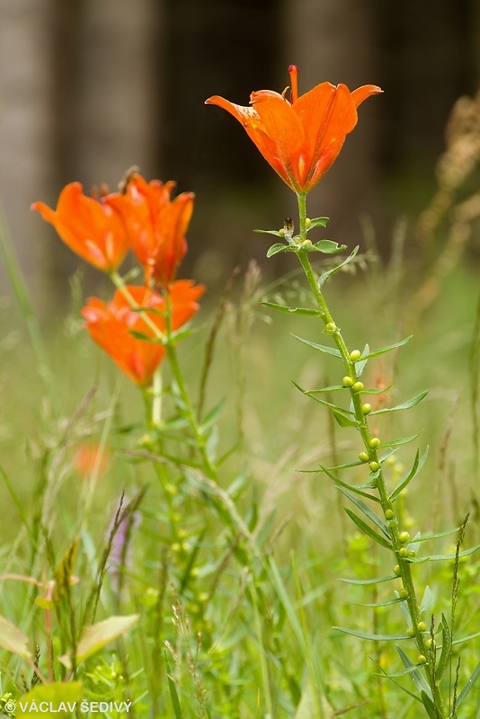 ľalia cibuľkonosná Lilium bulbiferum L.