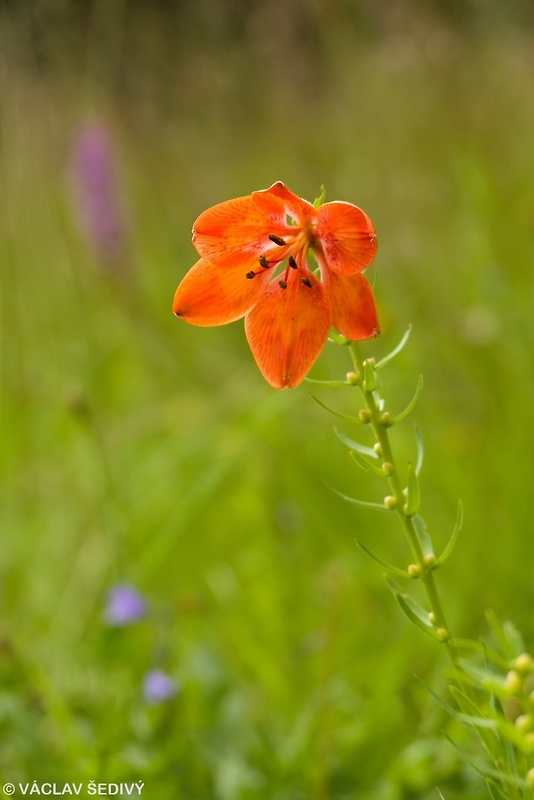 ľalia cibuľkonosná Lilium bulbiferum L.