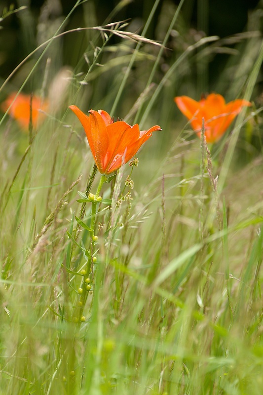 ľalia cibuľkonosná Lilium bulbiferum L.