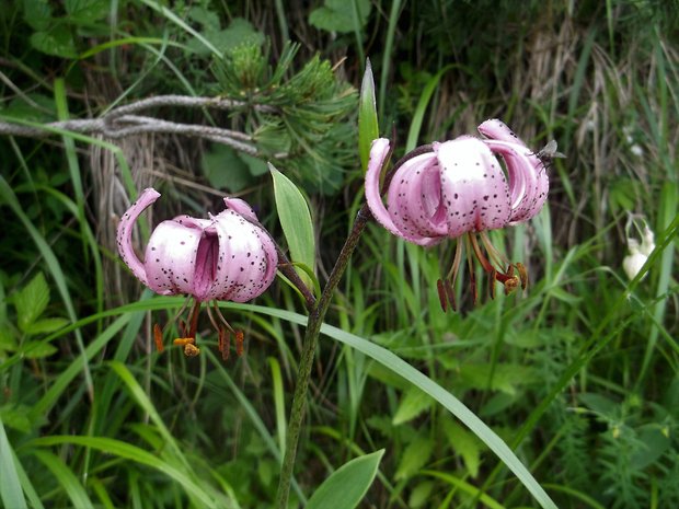 ľalia zlatohlavá Lilium martagon L.