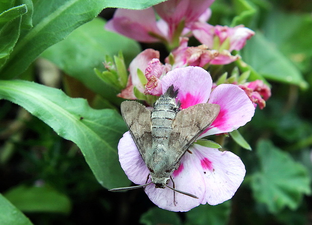 lišaj marinkový Macroglossum stellatarum