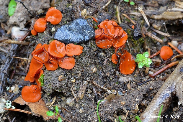 melastíza podvojná Melastiza carbonicola  J. Moravec