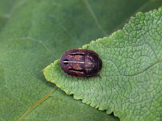 štítovka (sk) / štítovka černá (cz) Odontoscelis fuliginosa Linnaeus, 1761