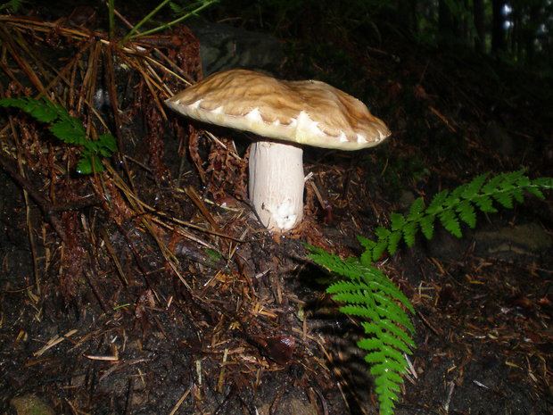 hríb Phlebopus marginatus (Kuntze) Watling & N.M. Greg.