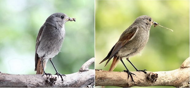 žltochvost domový Phoenicurus ochruros