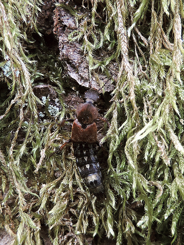 drobčík / drabčík Platydracus chalcocephalus Fabricius, 1801