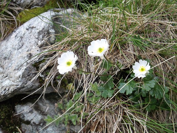 iskerník alpínsky Ranunculus alpestris L.