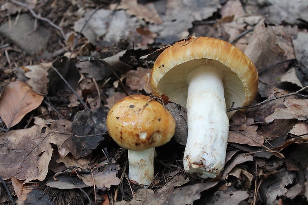 plávka smradľavá Russula foetens Pers.