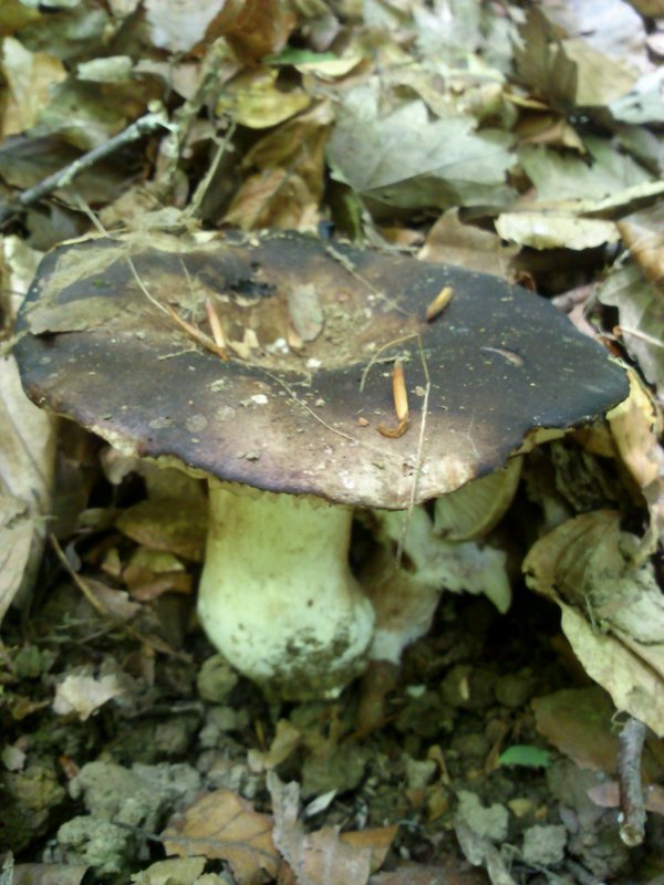 plávka černejúca Russula nigricans Fr.