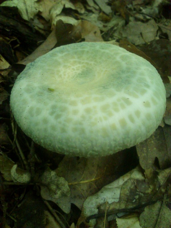 plávka zelenkastá Russula virescens (Schaeff.) Fr.