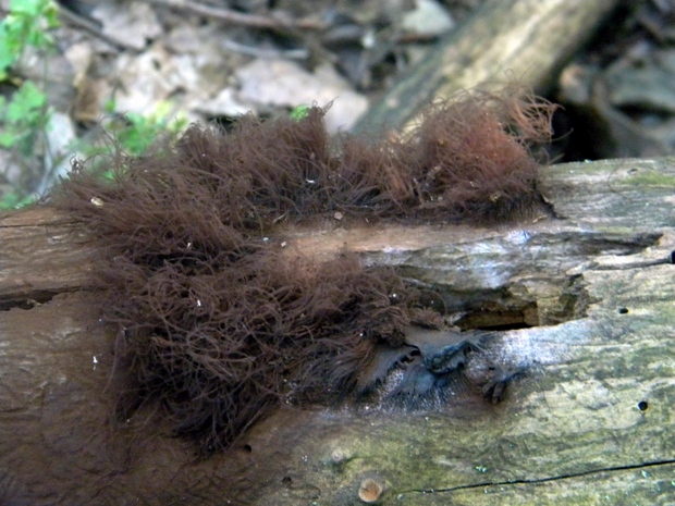 pazderka Stemonitis sp.