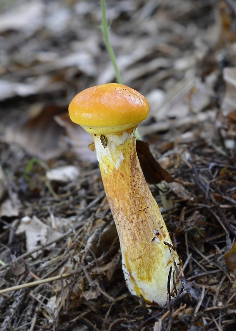 masliak smrekovcový Suillus grevillei (Klotzsch) Singer