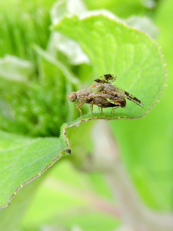 vrtivka Tephritis bardanae