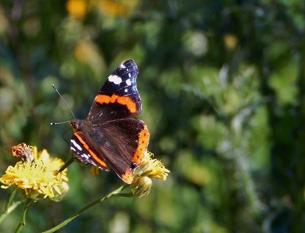 babôčka admirálska / babočka admirál    Vanessa atalanta