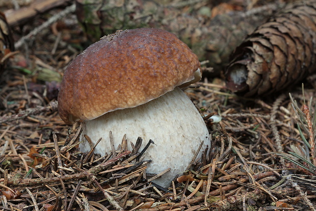 hríb smrekový Boletus edulis Bull.