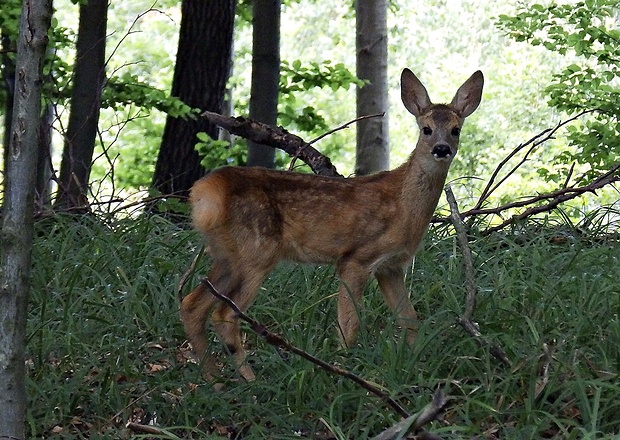 srna lesná Capreolus capreolus