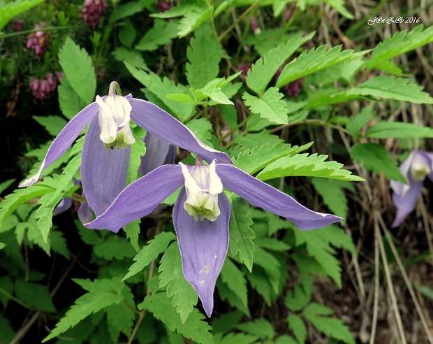 plamienok alpínsky Clematis alpina (L.) Mill.