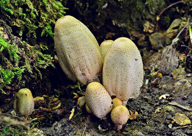 hnojník atramentový šupinatý Coprinus atramentarius var. soboliferus (Fr.) Rea