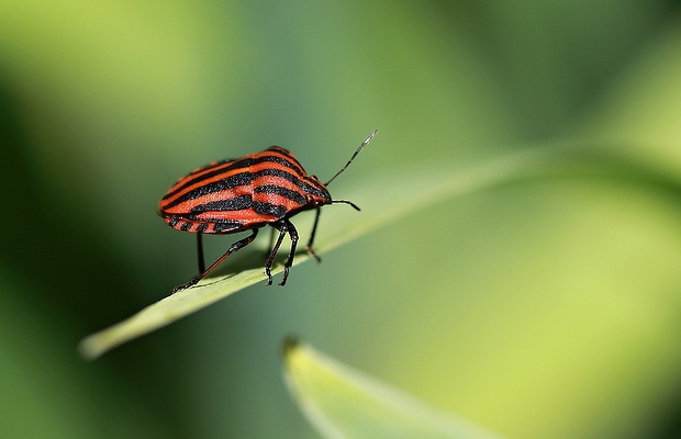 bzdocha pásavá Graphosoma italicum