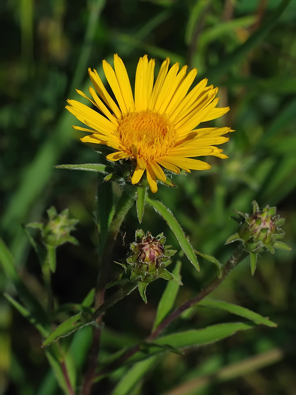 oman mečolistý Inula cf. ensifolia L.