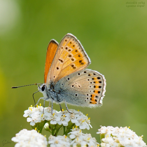 ohniváčik veľký Lycaena dispar