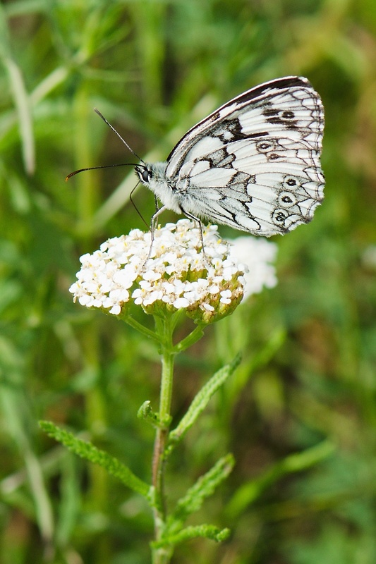 očkáň timotejkový Melanargia galathea L.