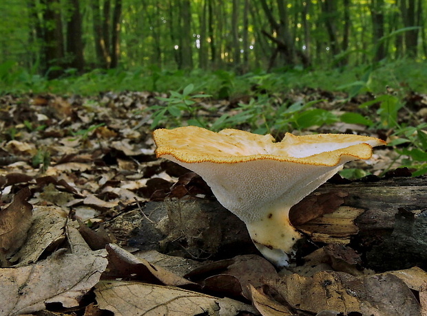 trúdnik hľuzovitý Polyporus tuberaster (Jacq. ex Pers.) Fr.