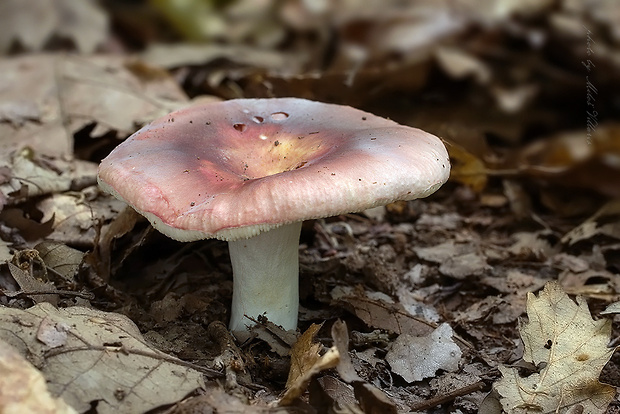 plávka statná Russula cf. faginea Romagn. ex Romagn.