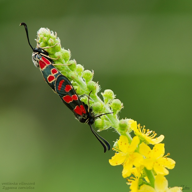 vretienka vičencova Zygaena carniolica