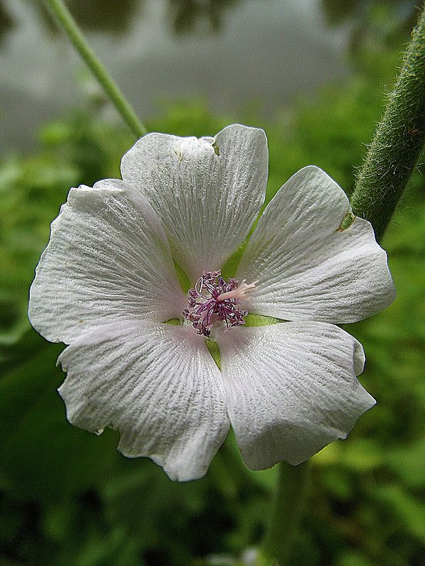 ibiš lekársky Althaea officinalis L.