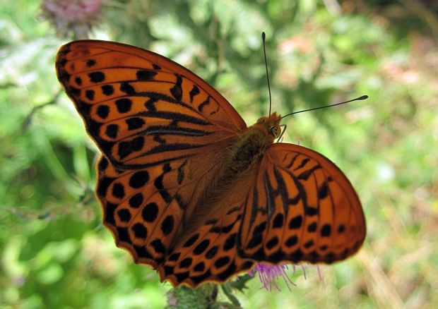 perlovec striebristopásavý Argynnis paphia L.