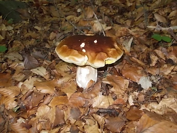 hríb smrekový Boletus edulis Bull.