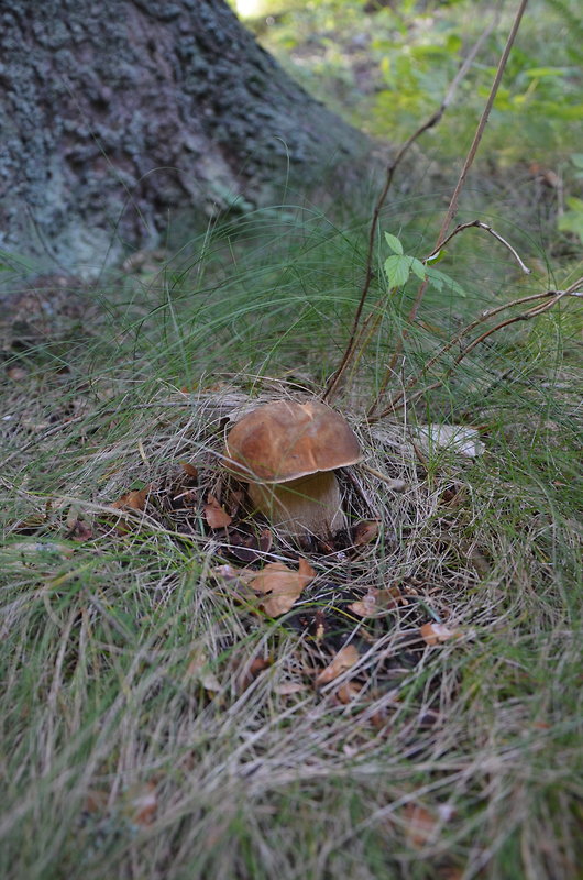 hríb dubový Boletus reticulatus Schaeff.