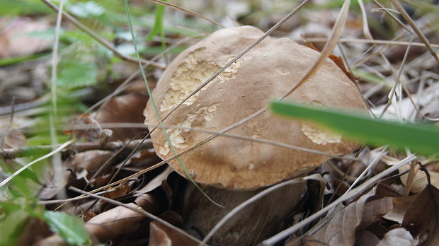 hríb dubový Boletus reticulatus Schaeff.