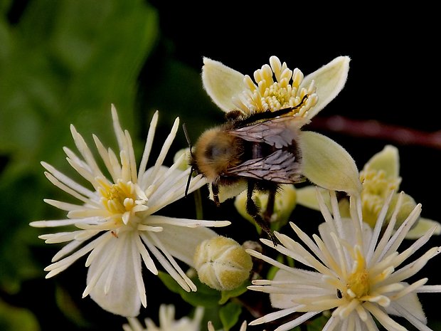 čmeľ Bombus hypnorum