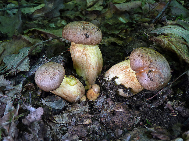 hríb príveskatý Butyriboletus appendiculatus (Schaeff. ex Fr.) Secr.