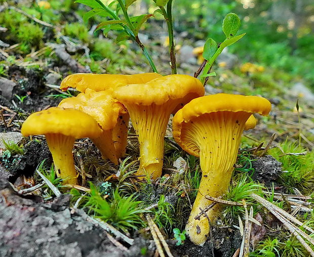 kuriatko jedlé Cantharellus cibarius Fr.