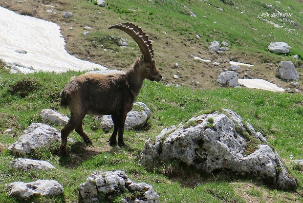 kozorožec alpský  Capra ibex ibex