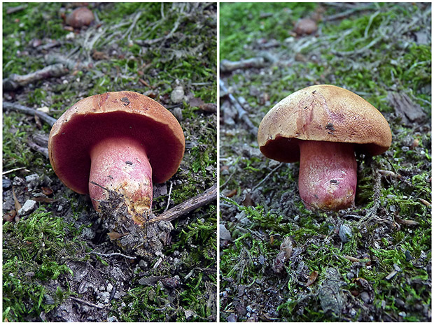 rubínovec obyčajný Chalciporus rubinus (W.G. Sm.) Singer