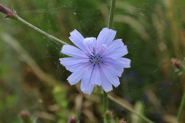 čakanka obyčajná Cichorium intybus L.