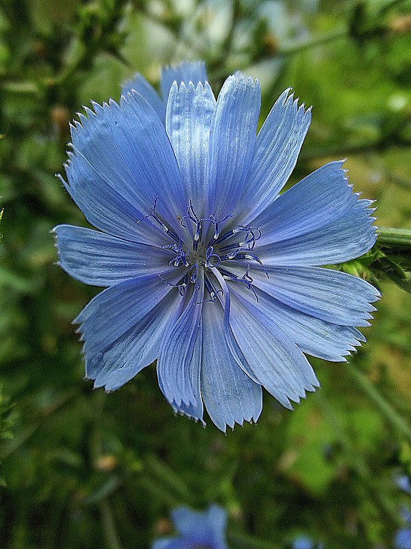 čakanka obyčajná Cichorium intybus L.