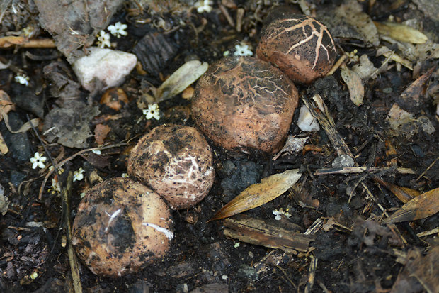 hviezdovka trojitá Geastrum triplex Jungh.