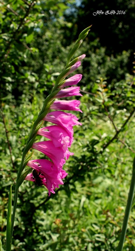 mečík škridlicovitý Gladiolus imbricatus L.