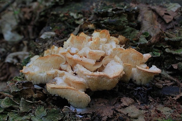 koralovec trúdnikovitý Hericium cirrhatum (Pers.) Nikol.