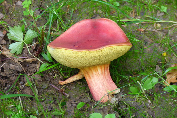 suchohríb karmínový Hortiboletus rubellus (Krombh.) Simonini, Vizzini & Gelardi